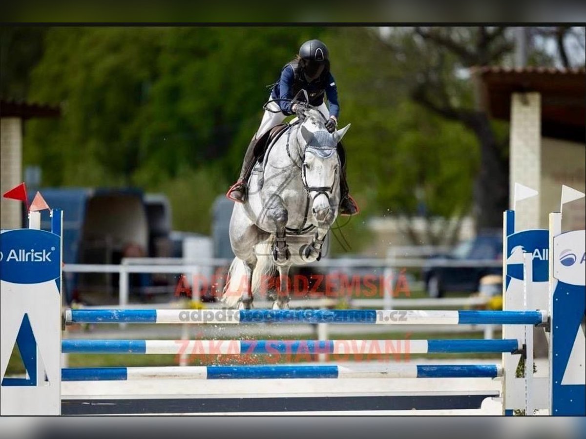 Holsteiner Jument 10 Ans 170 cm Gris pommelé in Adelebsen