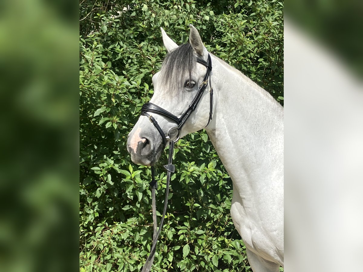 Holsteiner Jument 11 Ans 168 cm Gris in Gaimersheim