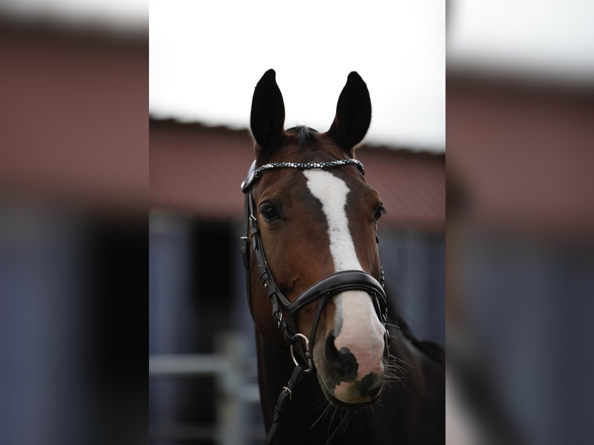 Holsteiner Jument 11 Ans 173 cm Bai brun in Offingen