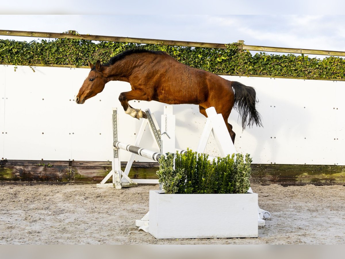 Holsteiner Jument 12 Ans 160 cm Bai in Waddinxveen