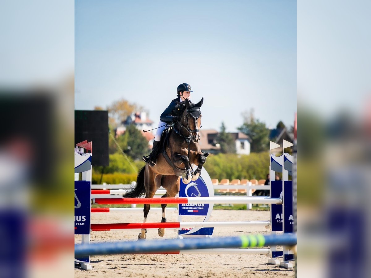 Holsteiner Jument 12 Ans 168 cm Bai brun in Zar&#x119;by