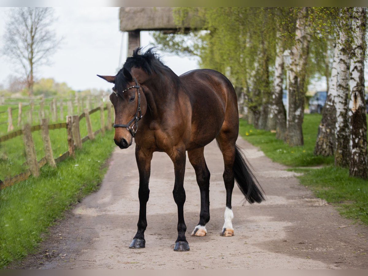 Holsteiner Jument 12 Ans 168 cm Bai brun in Dahme