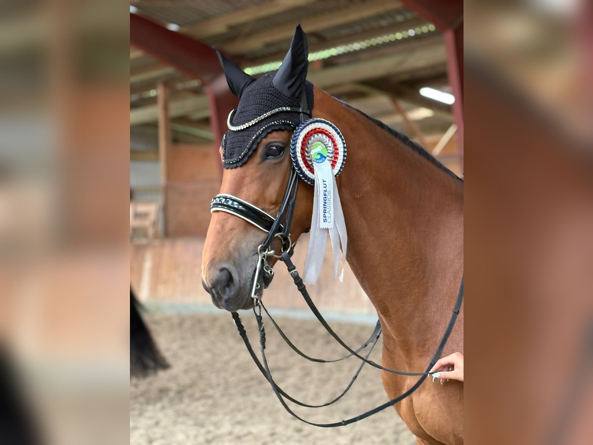 Holsteiner Jument 12 Ans 172 cm Bai in Achtrup