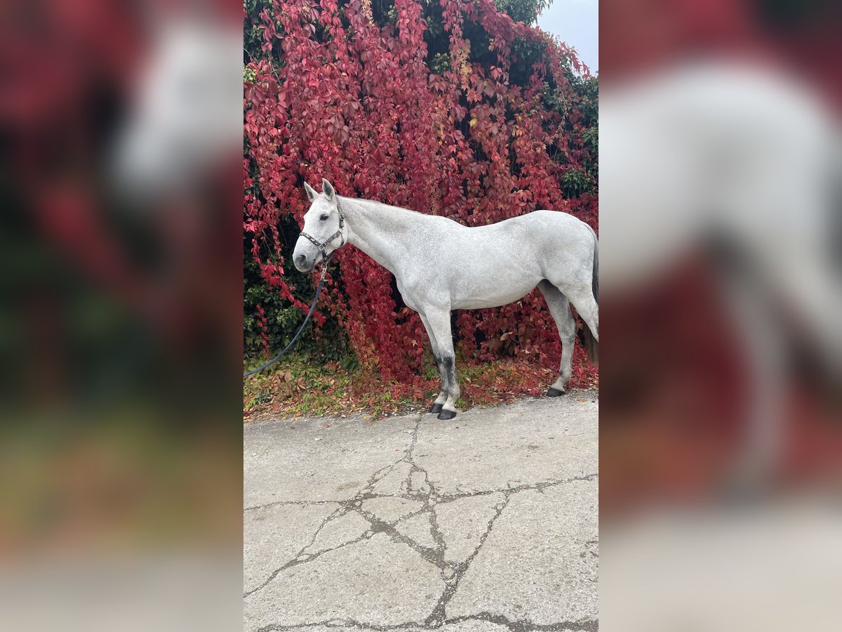 Holsteiner Jument 12 Ans 173 cm Gris pommelé in Horb am Neckar