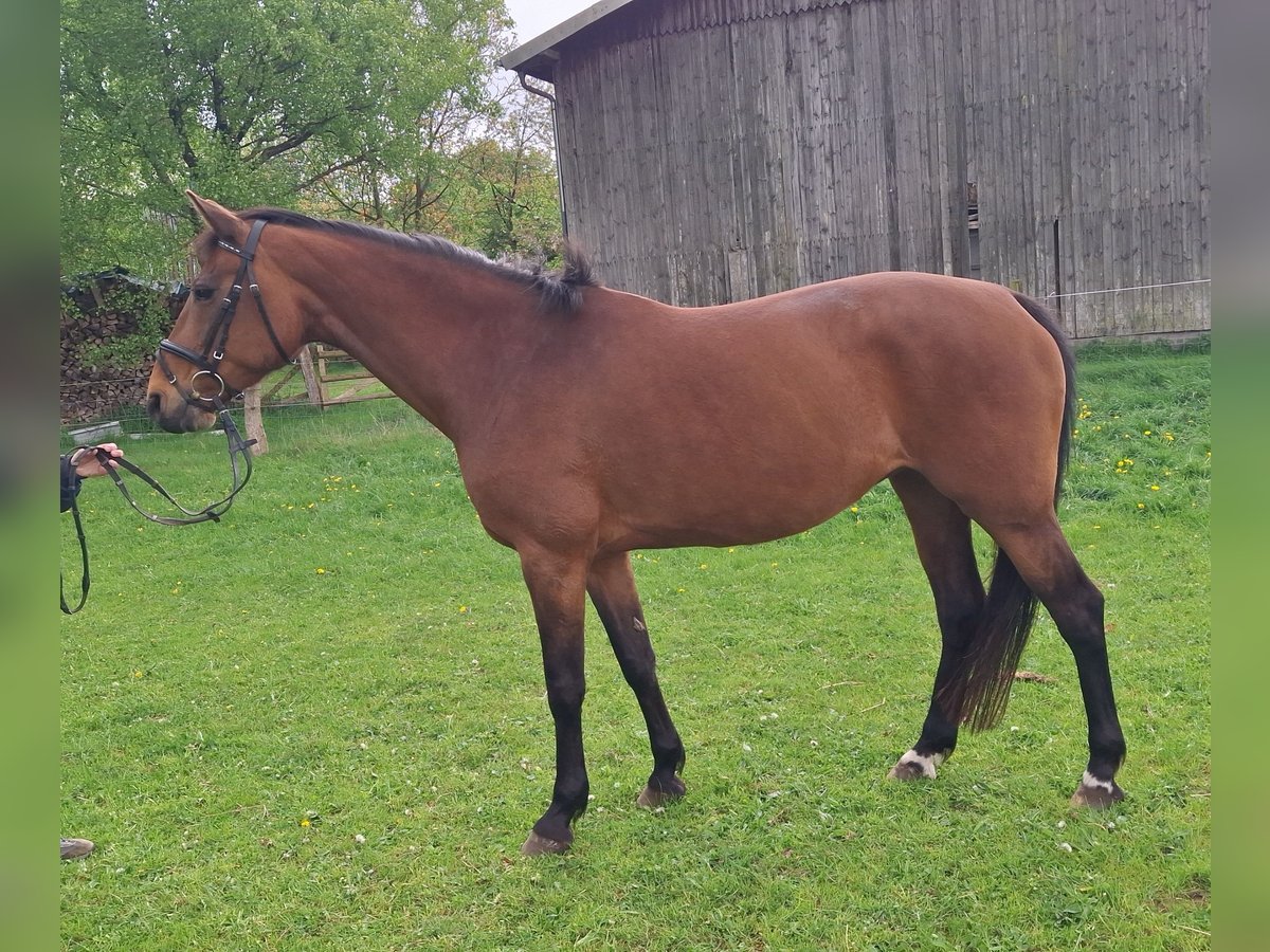 Holsteiner Jument 13 Ans 163 cm Bai in Blunk