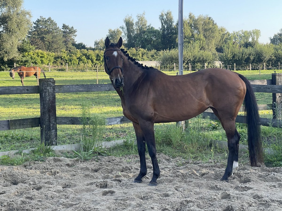 Holsteiner Jument 13 Ans 166 cm Bai in GROTE-BROGEL