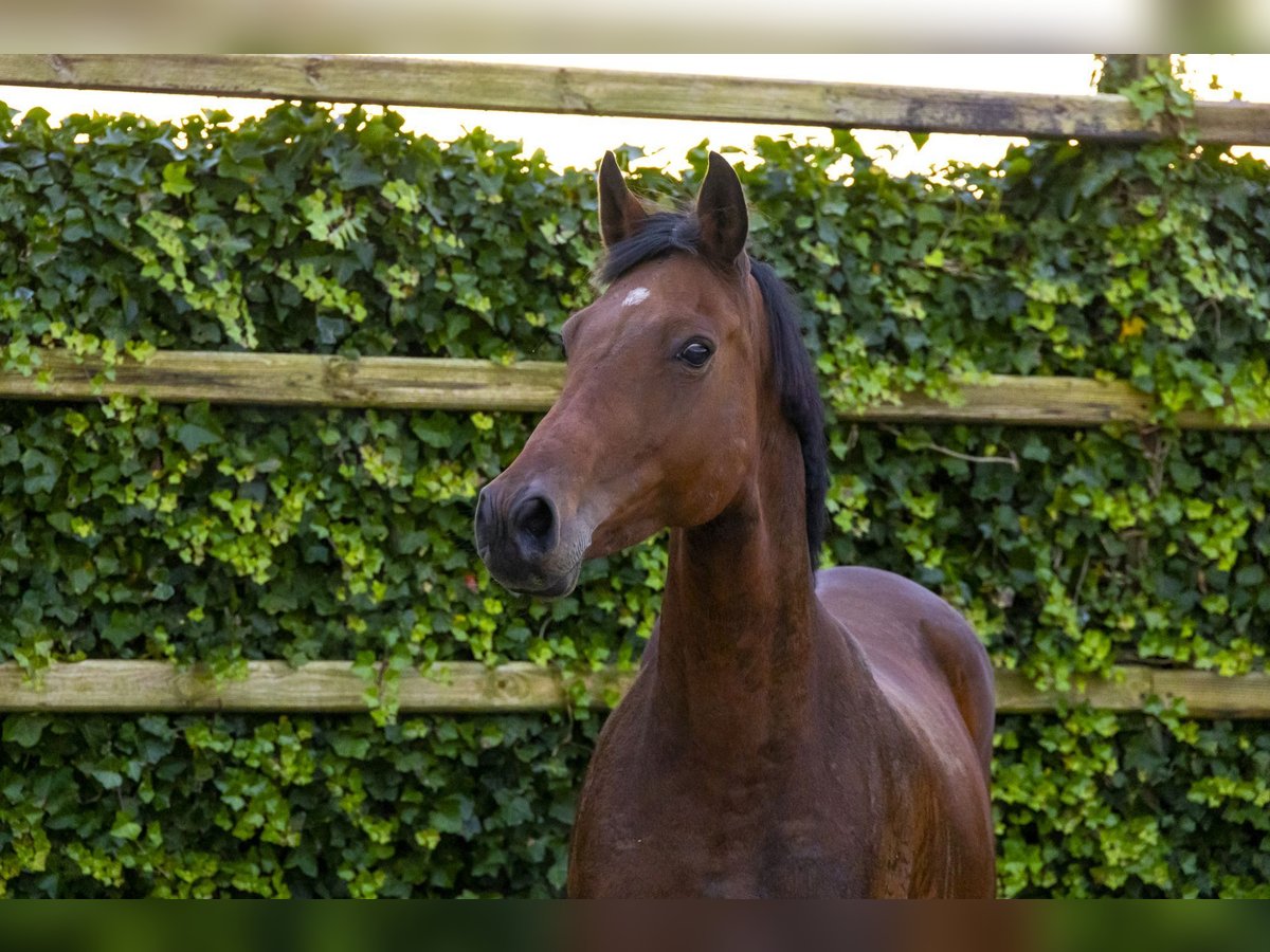 Holsteiner Jument 13 Ans 166 cm Bai in Waddinxveen