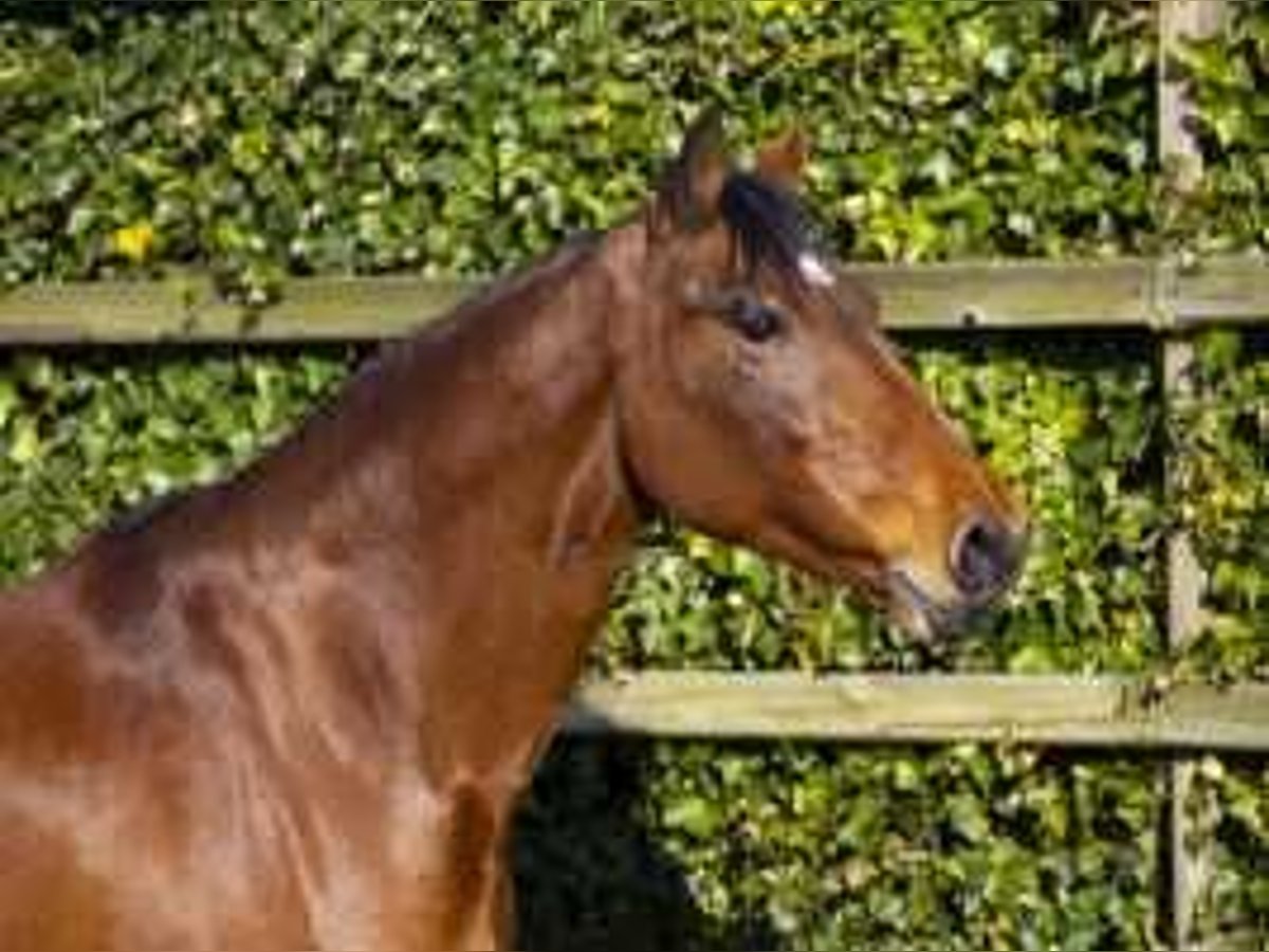 Holsteiner Jument 13 Ans 167 cm Bai in Waddinxveen