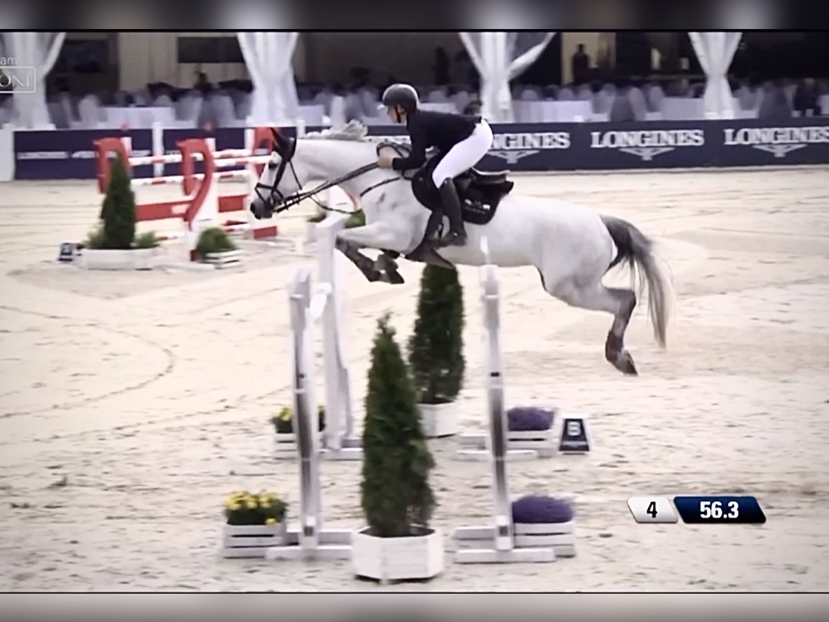Holsteiner Jument 13 Ans 170 cm Gris in Pniewy