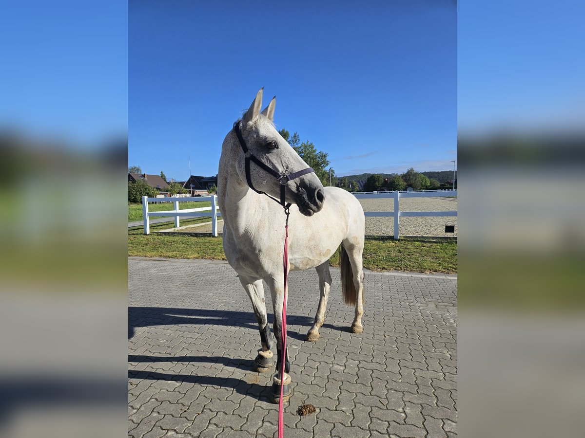 Holsteiner Jument 14 Ans 163 cm Gris in Brietlingen