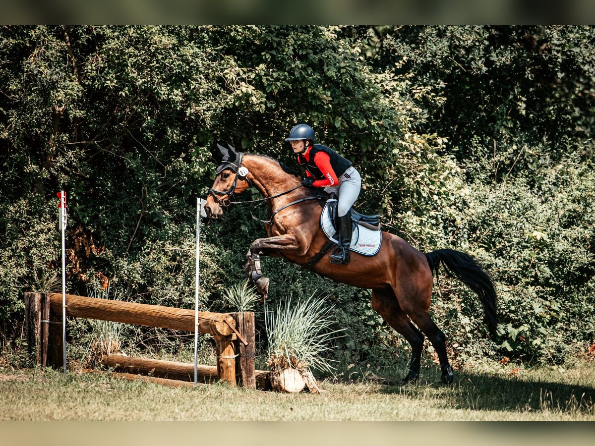 Holsteiner Jument 14 Ans 165 cm Bai in Bad Wildungen