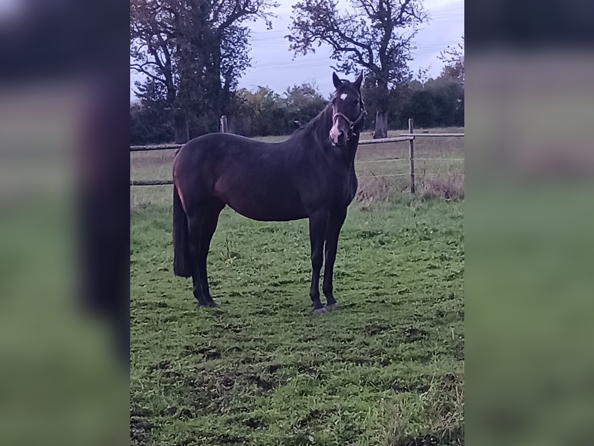 Holsteiner Jument 14 Ans 168 cm Bai brun in Me&#xDF;stetten