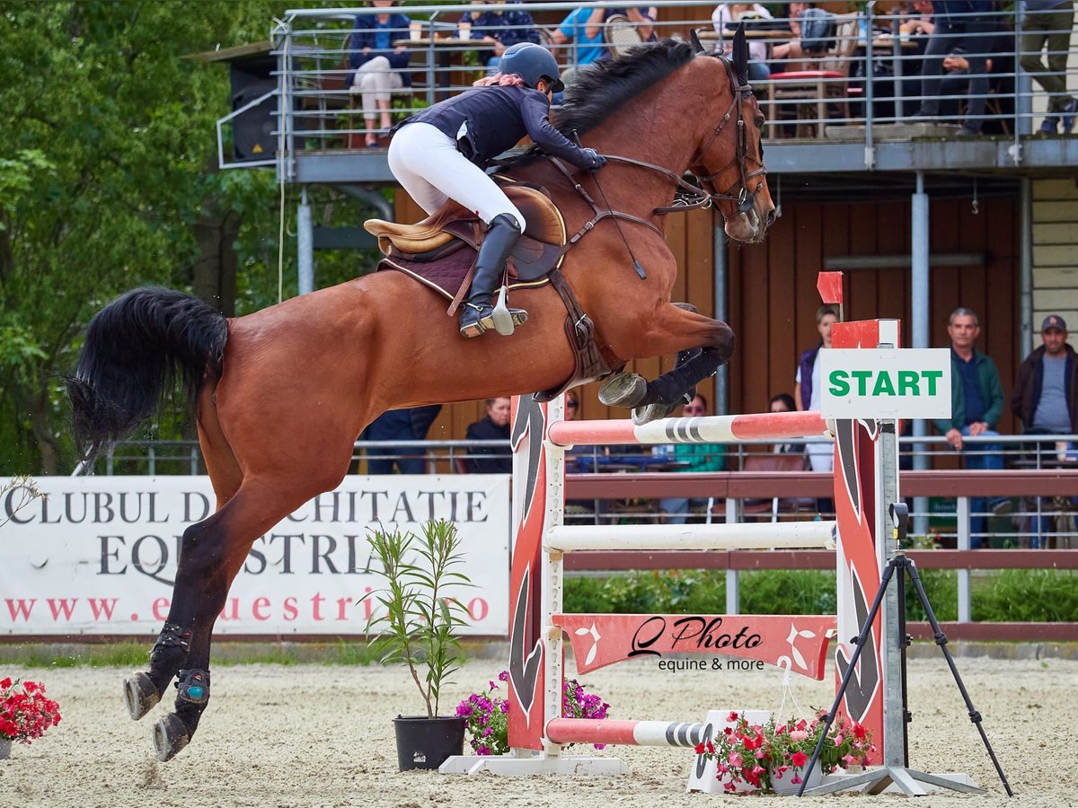 Holsteiner Croisé Jument 14 Ans 182 cm Bai cerise in Campina Prahova