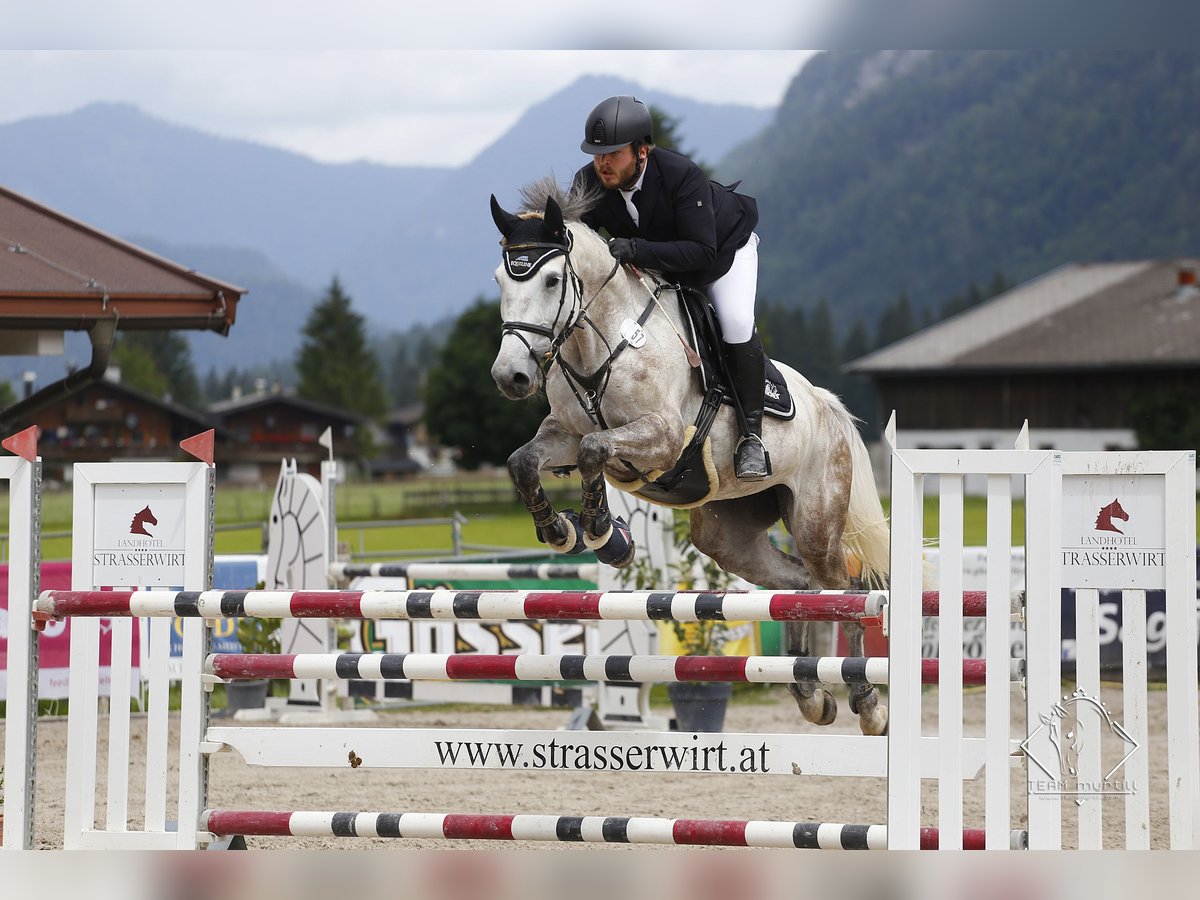 Holsteiner Jument 14 Ans Gris in Rudelzhausen