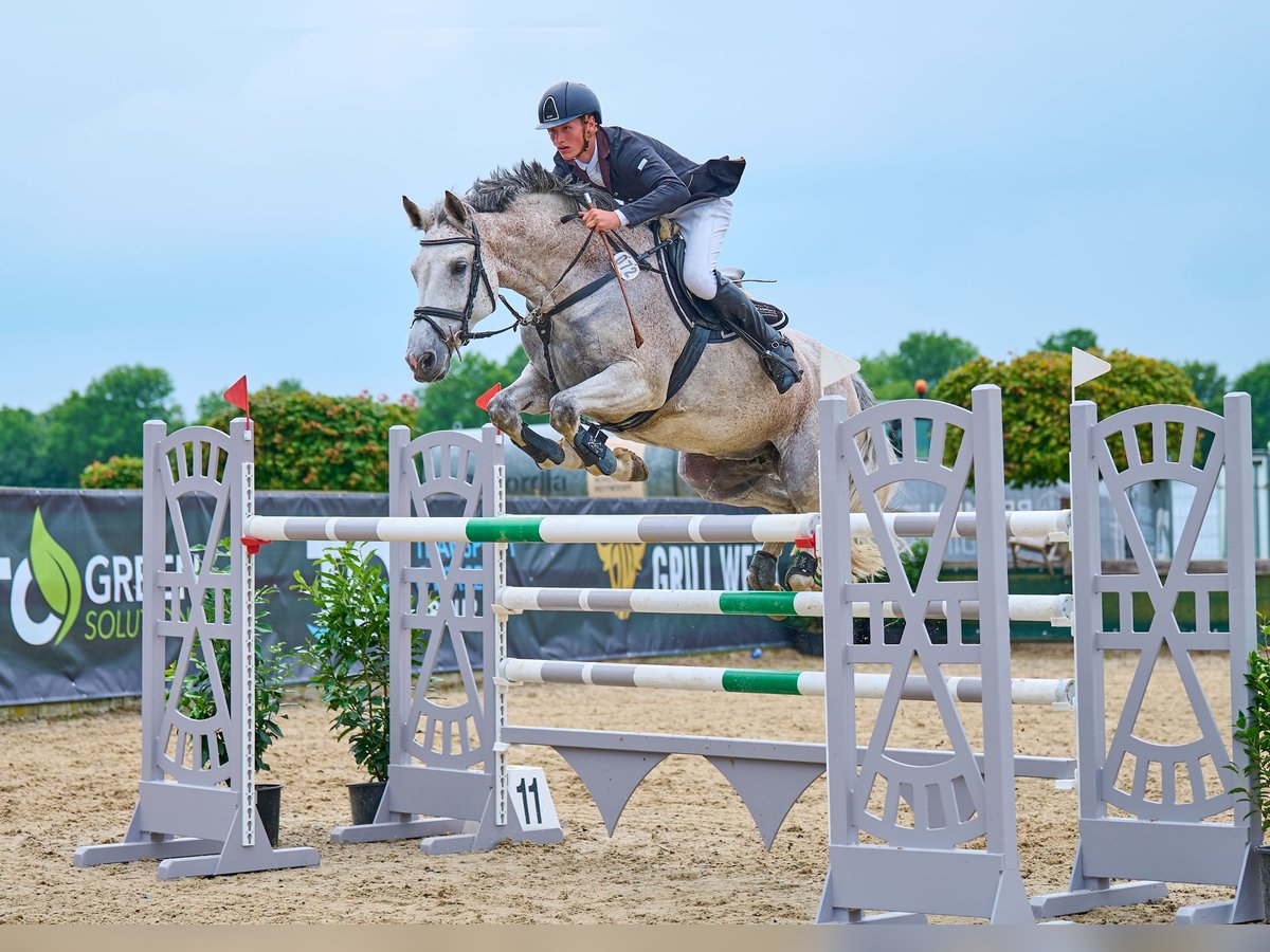 Holsteiner Jument 15 Ans 166 cm Gris in Buxtehude