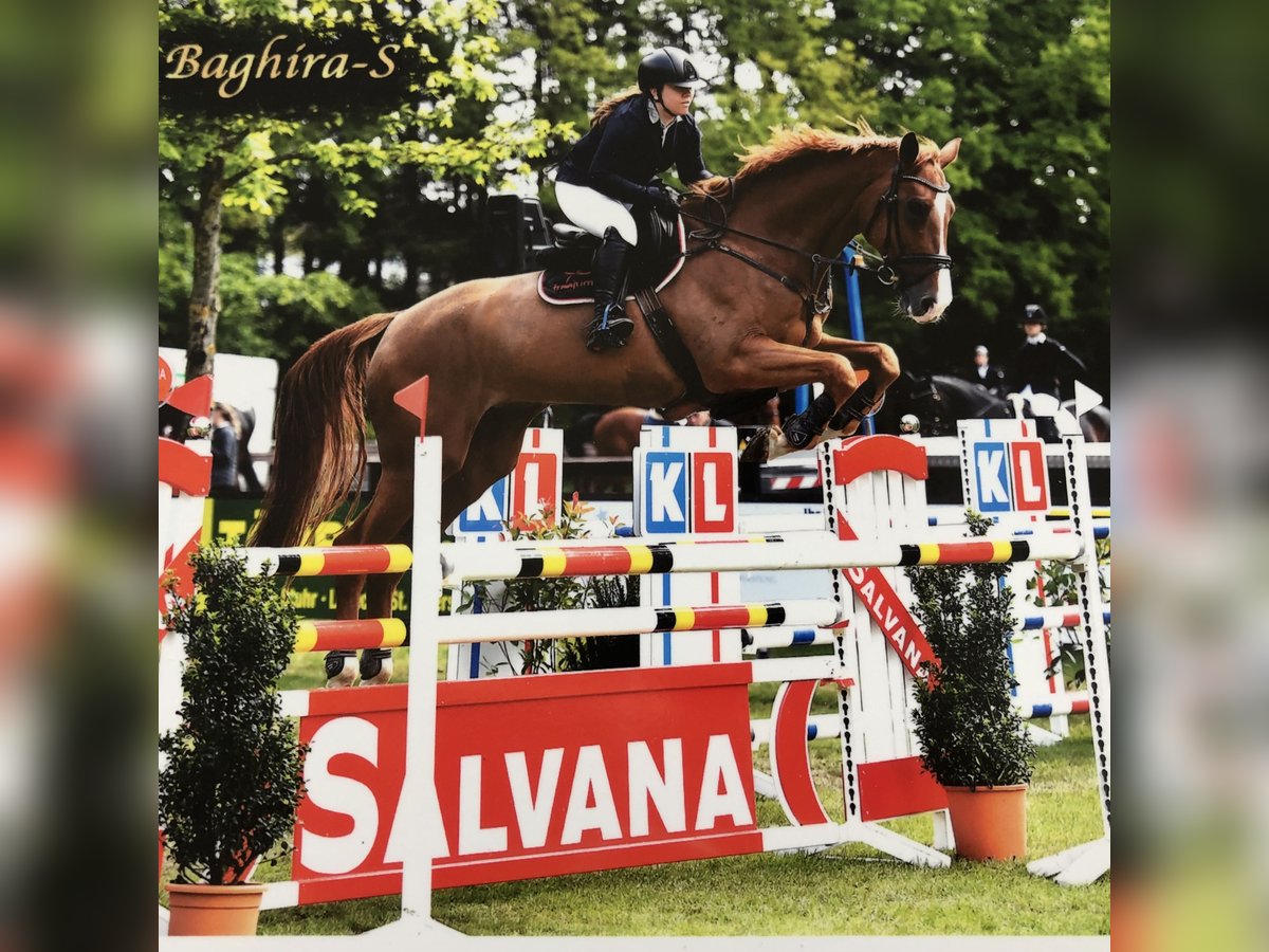 Holsteiner Jument 16 Ans 178 cm Alezan in Lathen