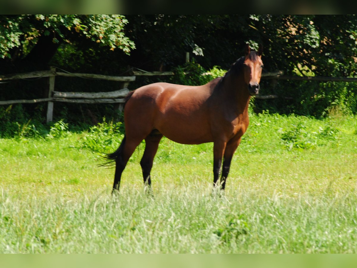 Holsteiner Jument 17 Ans 170 cm Bai in Neustadt in Holstein Holsteiner Jument 17 Ans 170 cm Bai in Neustadt in Holstein