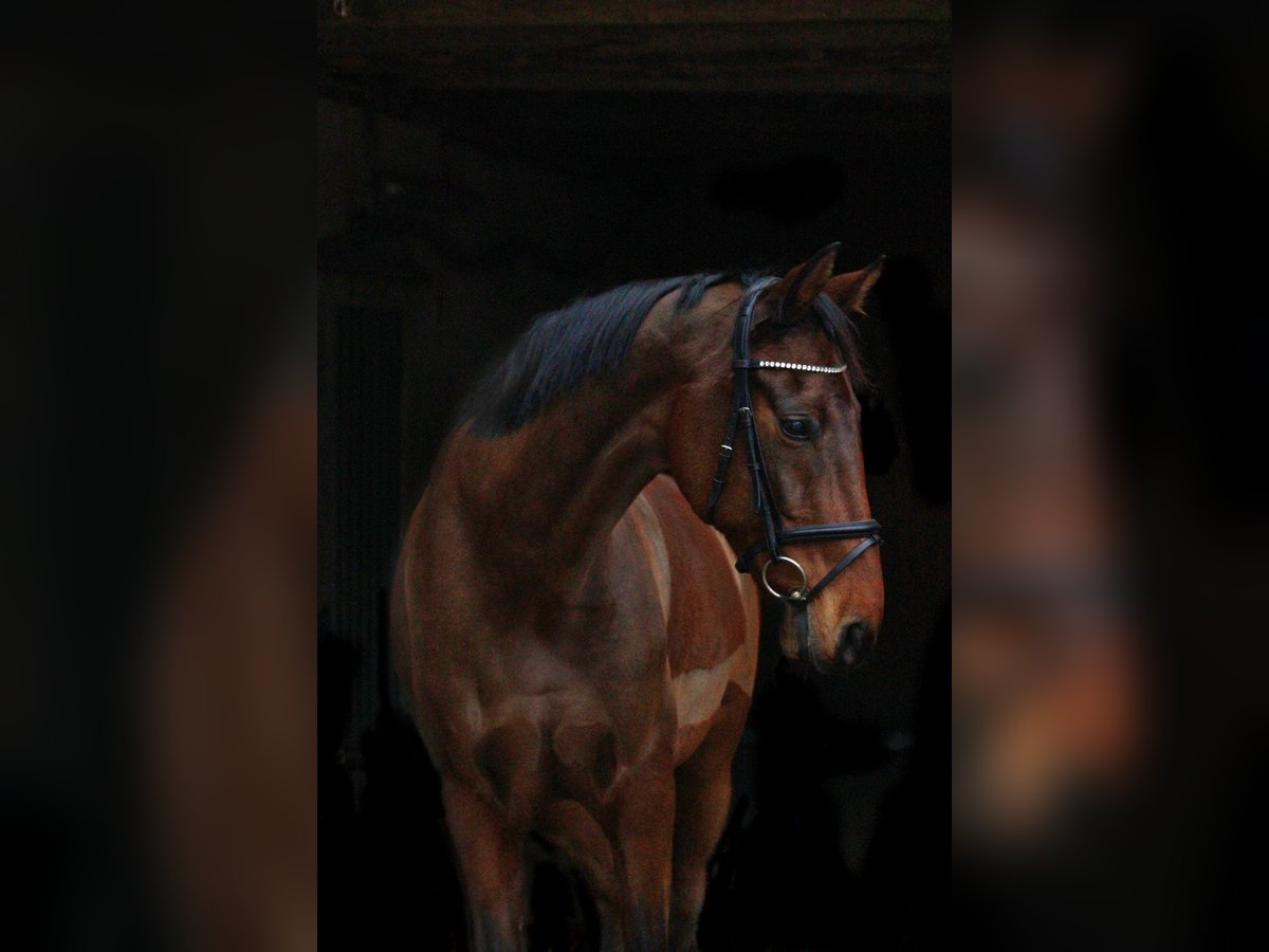 Holsteiner Jument 18 Ans 164 cm Bai in Eckernförde