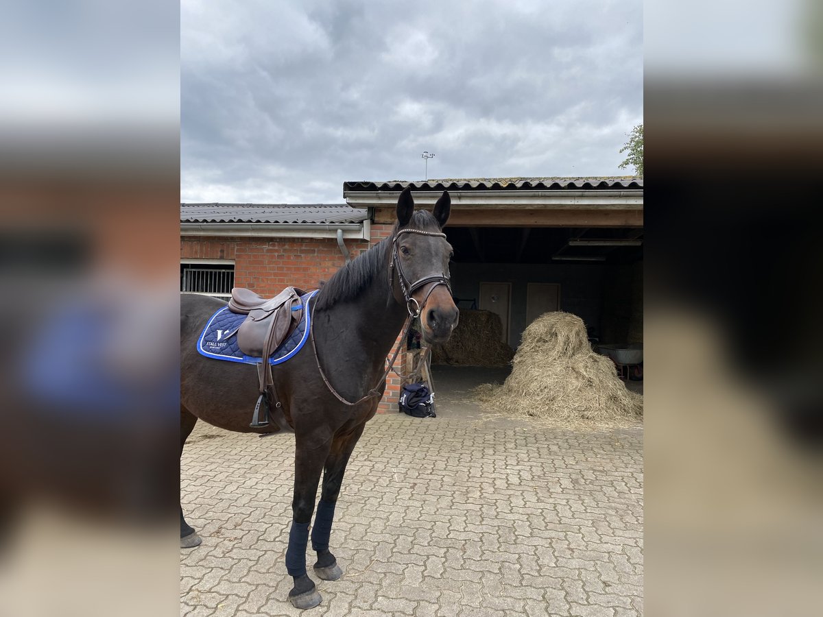 Holsteiner Jument 18 Ans 168 cm Bai brun in Sehestedt