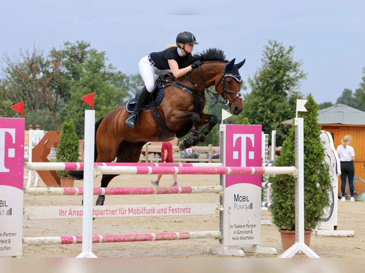 Holsteiner Jument 18 Ans 168 cm Bai in Tecklenburg