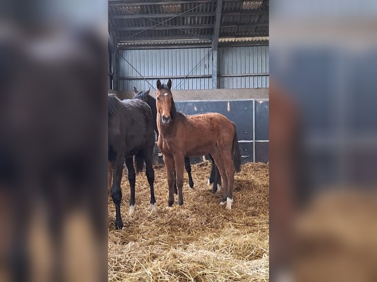 Holsteiner Jument 1 Année Bai clair in Langwedel
