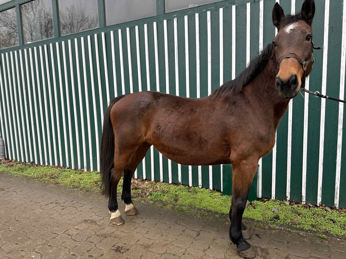 Holsteiner Jument 21 Ans 170 cm Bai in Lübeck