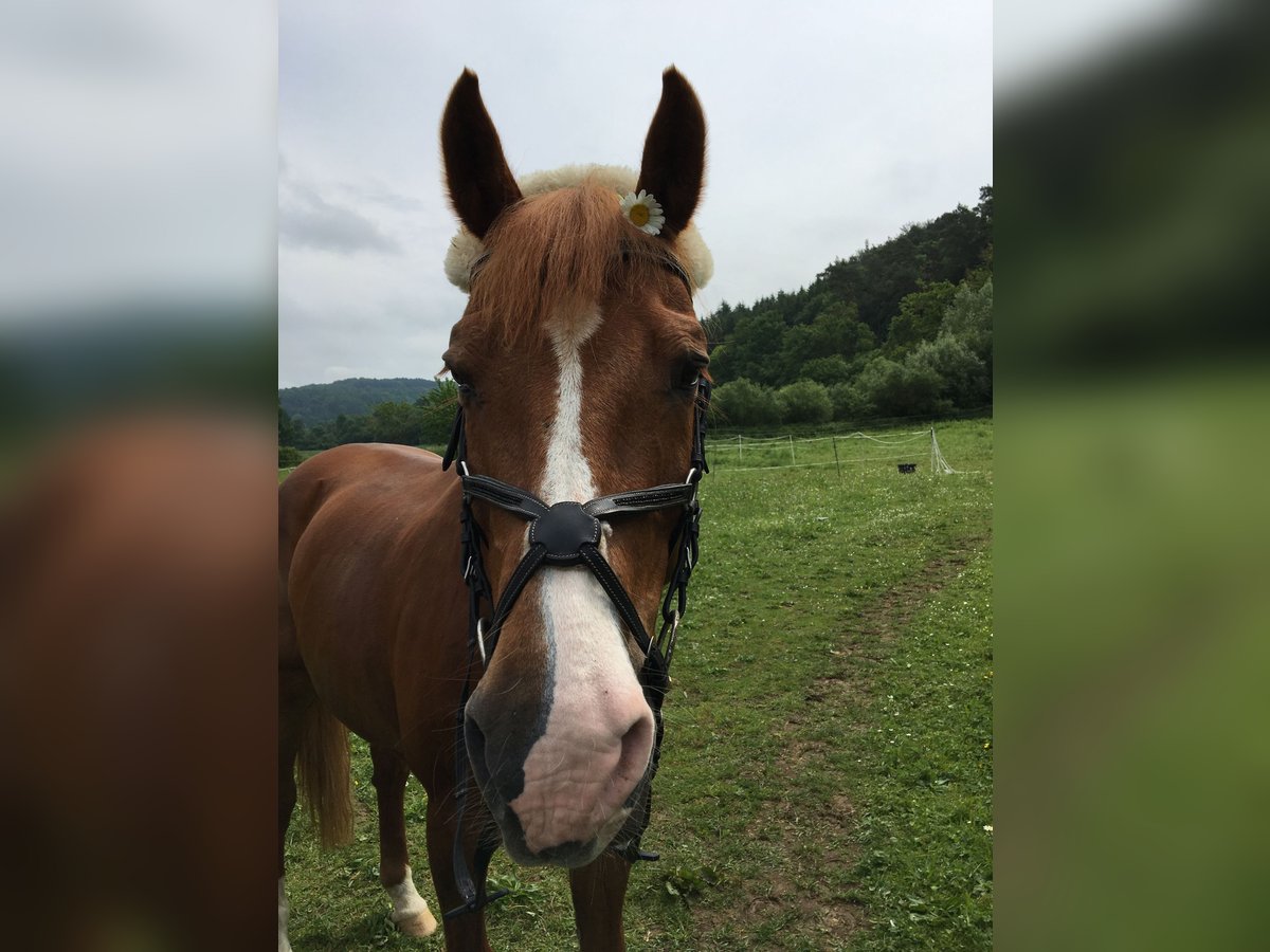 Holsteiner Jument 26 Ans Alezan in GrettstadtObereuerheim
