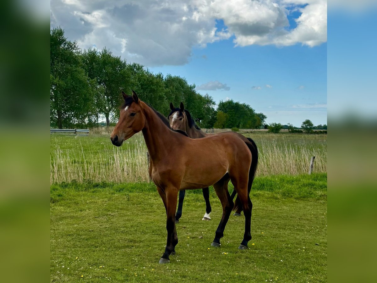 Holsteiner Jument 2 Ans 160 cm Bai clair in Mildstedt