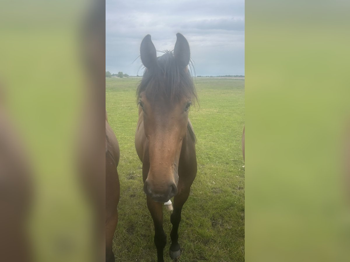 Holsteiner Jument 2 Ans 165 cm Bai in Bargenstedt