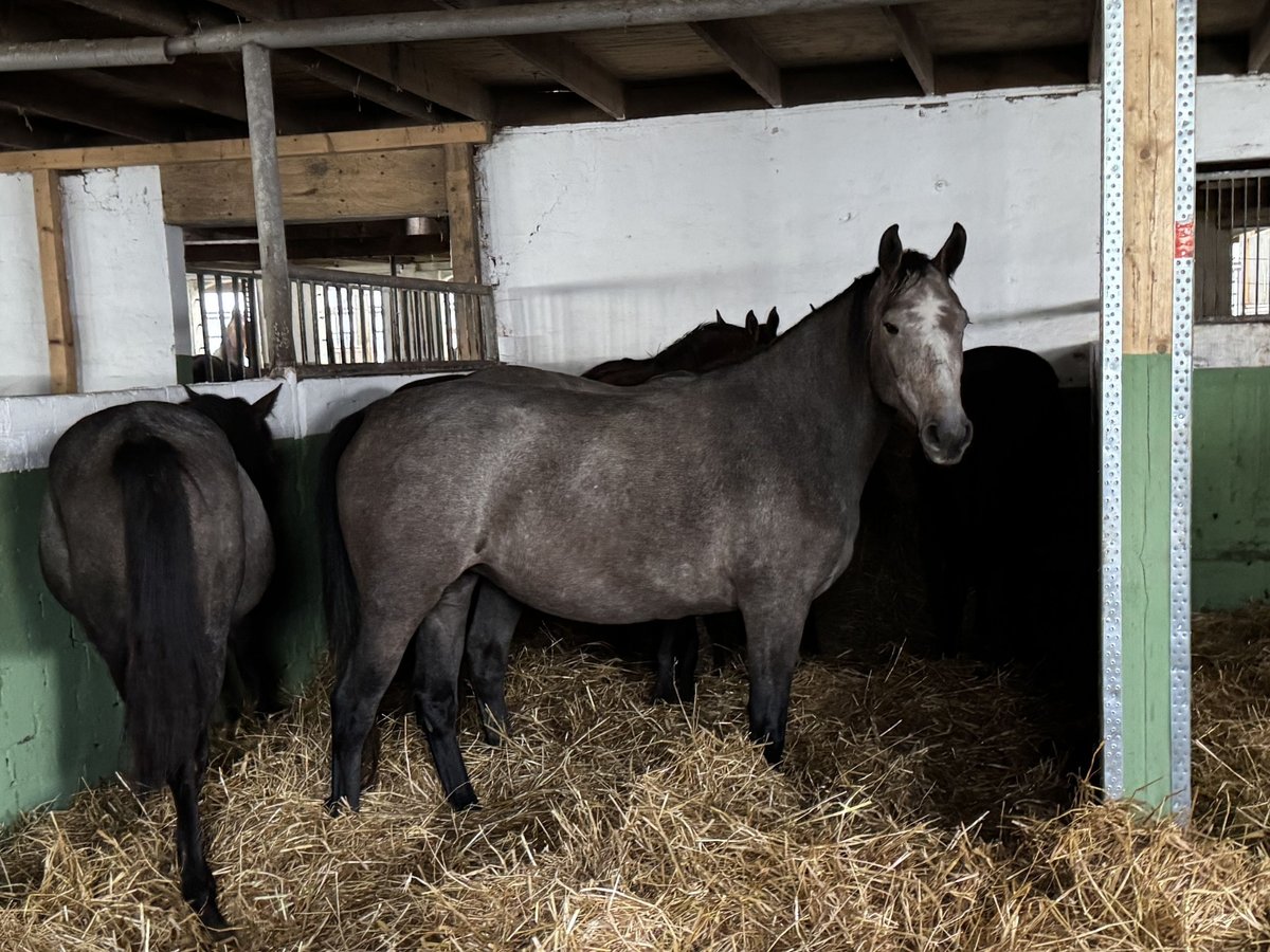 Holsteiner Jument 3 Ans 154 cm Gris in Wöhrden/ Heide