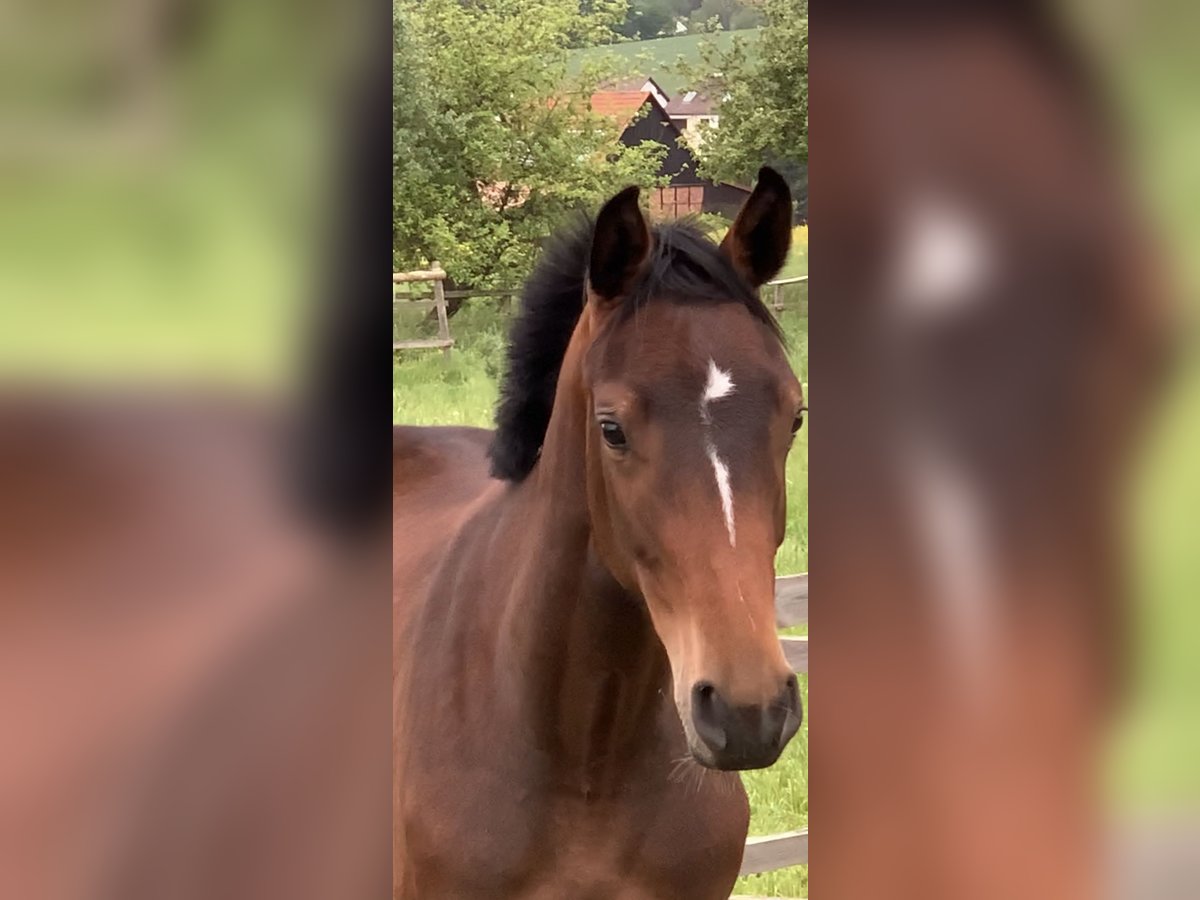 Holsteiner Jument 3 Ans 160 cm Bai brun in Hann. Münden