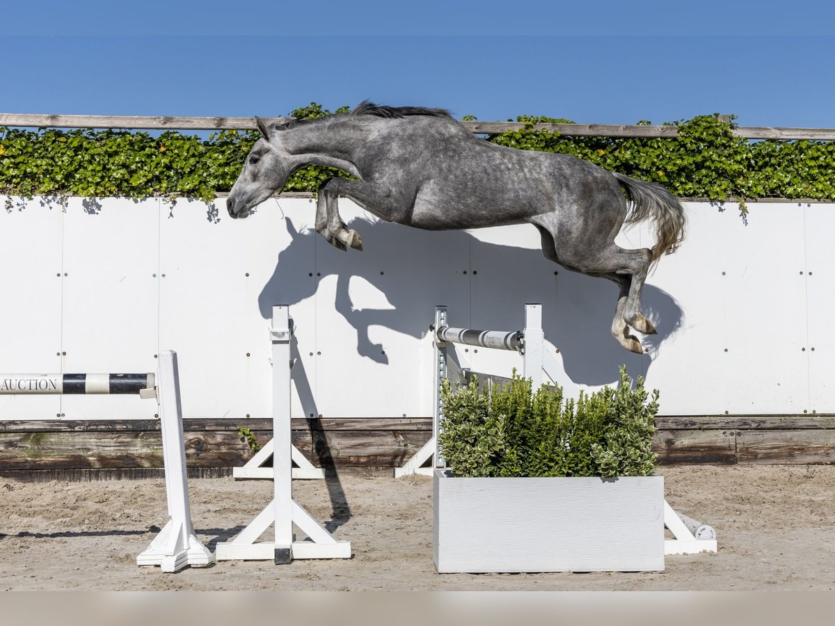 Holsteiner Jument 3 Ans 163 cm in Waddinxveen