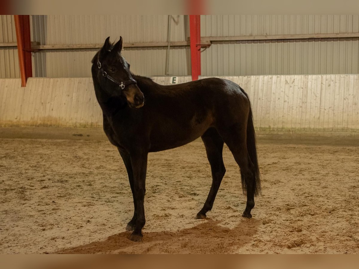 Holsteiner Jument 3 Ans 165 cm Bai in Fehrbellin K&#xF6;nigshorst