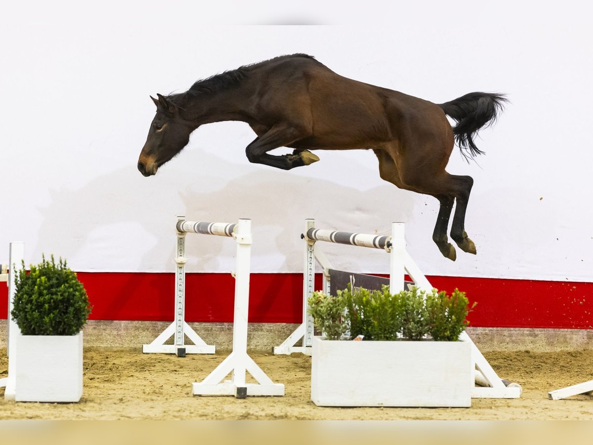 Holsteiner Jument 3 Ans 166 cm Bai in Waddinxveen