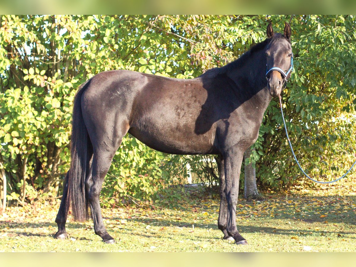 Holsteiner Jument 3 Ans 167 cm Bai brun foncé in Nordhof Holsteiner Jument 3 Ans 167 cm Bai brun foncé in Nordhof