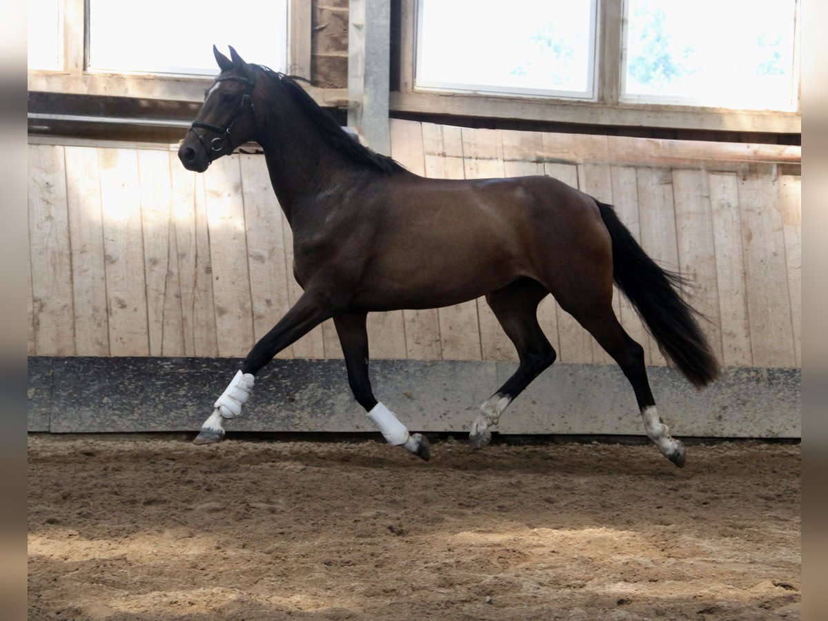 Holsteiner Jument 3 Ans 167 cm Bai in Seedorf