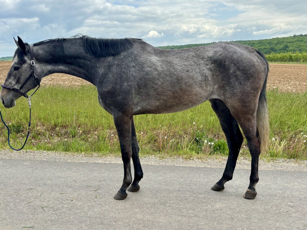 Holsteiner Jument 3 Ans 170 cm Gris in Wülfershausen an der Saale Holsteiner Jument 3 Ans 170 cm Gris in Wülfershausen an der Saale