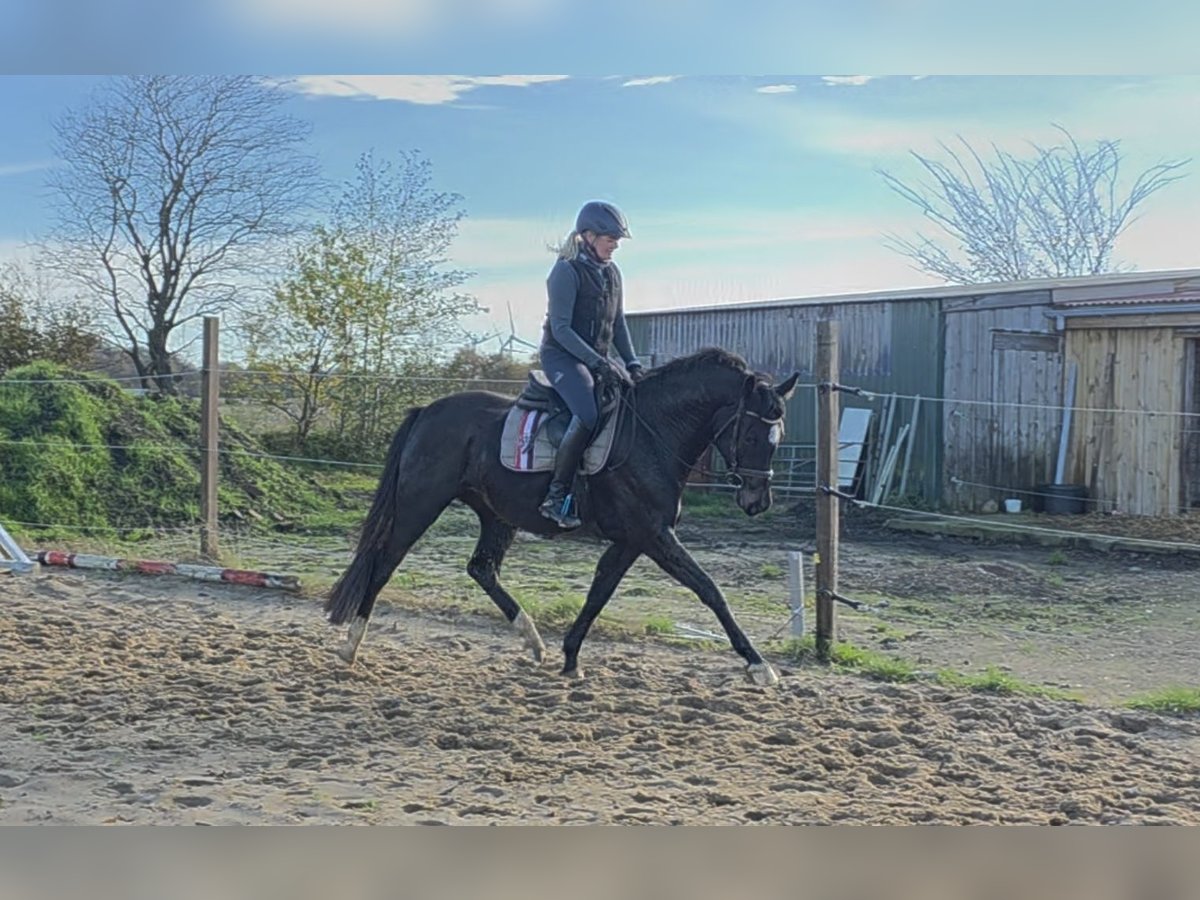 Holsteiner Jument 4 Ans 153 cm Bai brun foncé in Achtrup