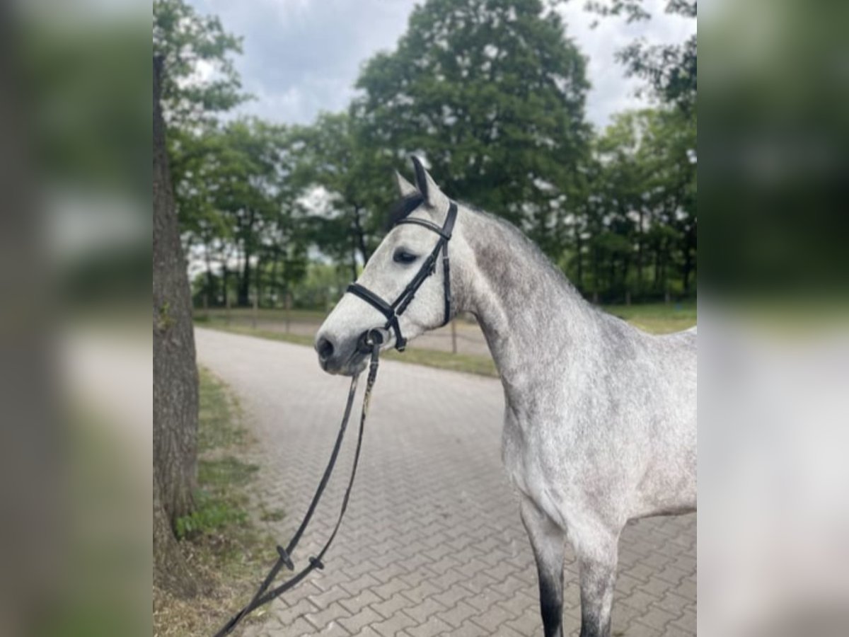 Holsteiner Jument 4 Ans 157 cm Gris in Hauzenberg