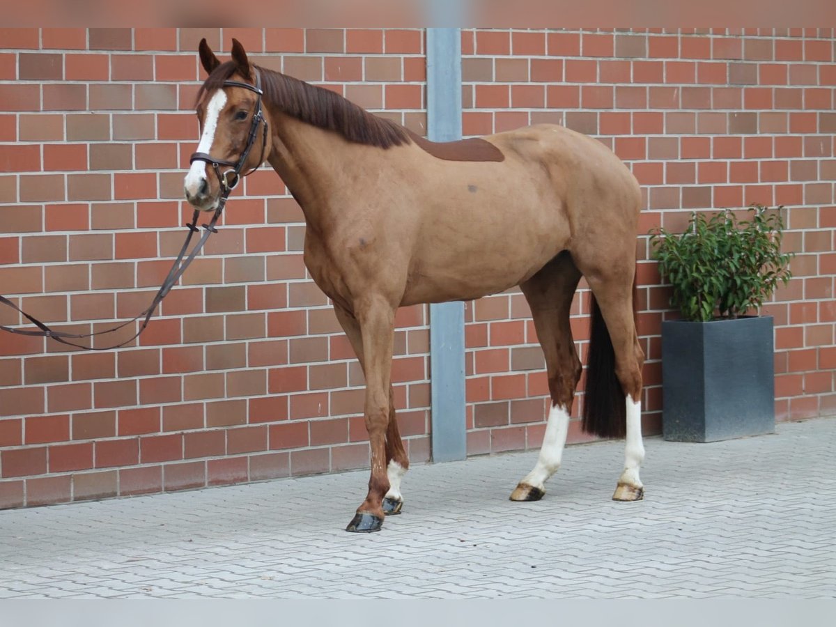 Holsteiner Jument 4 Ans 160 cm Alezan in Vechta