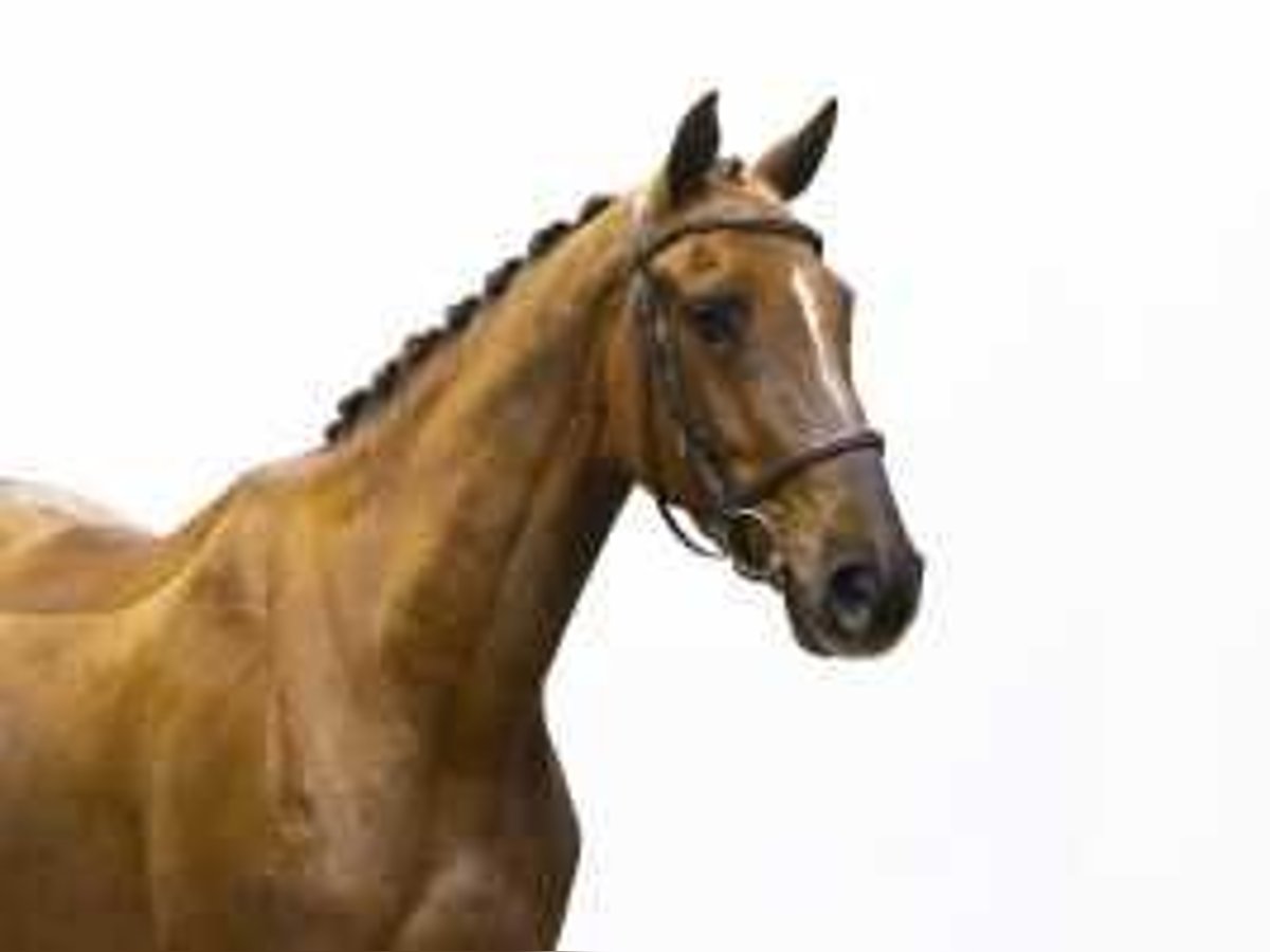 Holsteiner Jument 4 Ans 160 cm Alezan in Waddinxveen