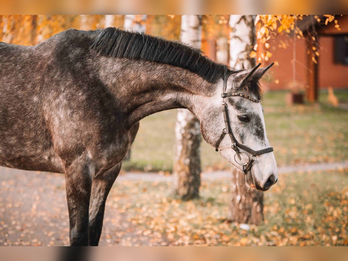 Holsteiner Jument 4 Ans 163 cm Gris pommelé in Dahme
