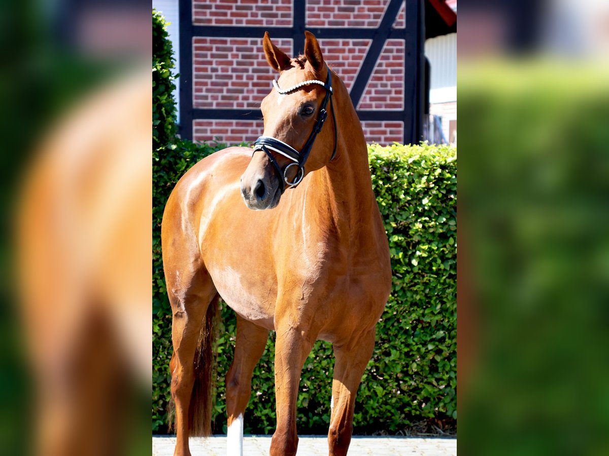 Holsteiner Jument 4 Ans 167 cm Alezan in Nottuln