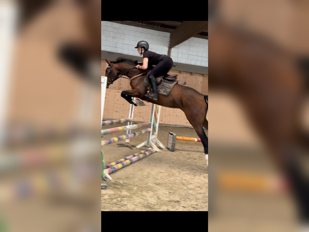 Holsteiner Jument 4 Ans 168 cm Bai brun in Hannoversch M&#xFC;nden
