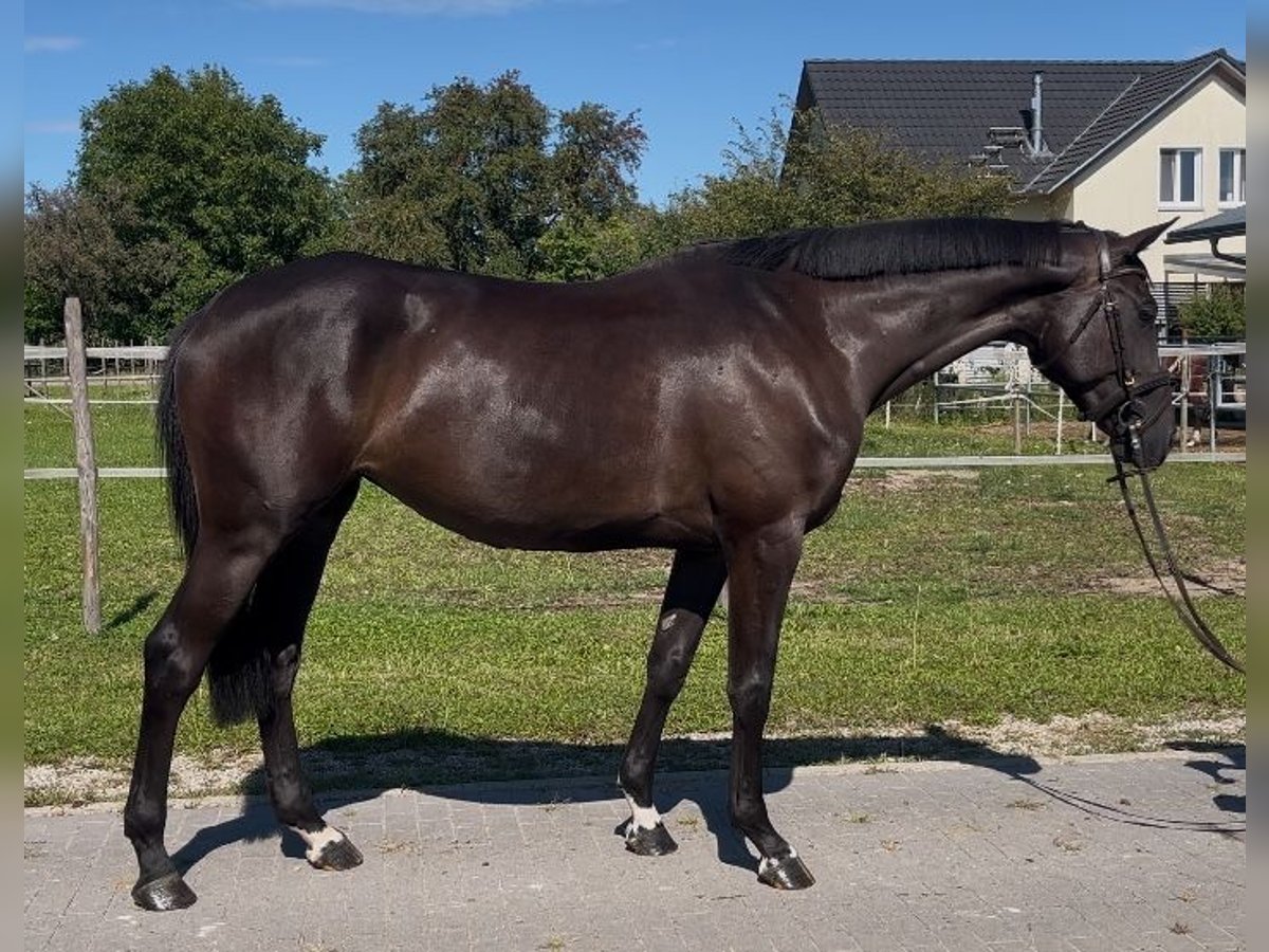 Holsteiner Jument 4 Ans 168 cm Noir in Mei&#xDF;enheim