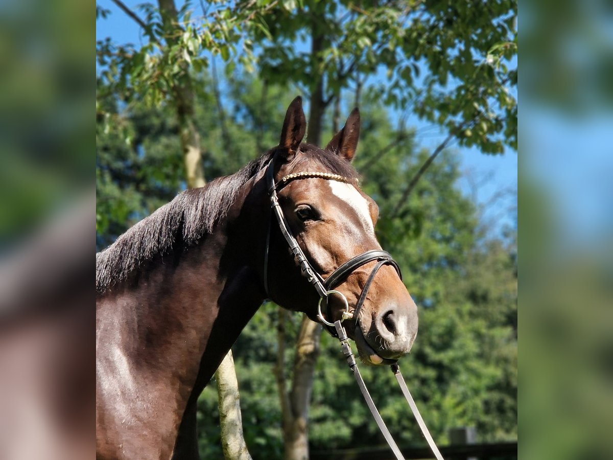 Holsteiner Jument 5 Ans 163 cm Bai brun foncé in Silberstedt