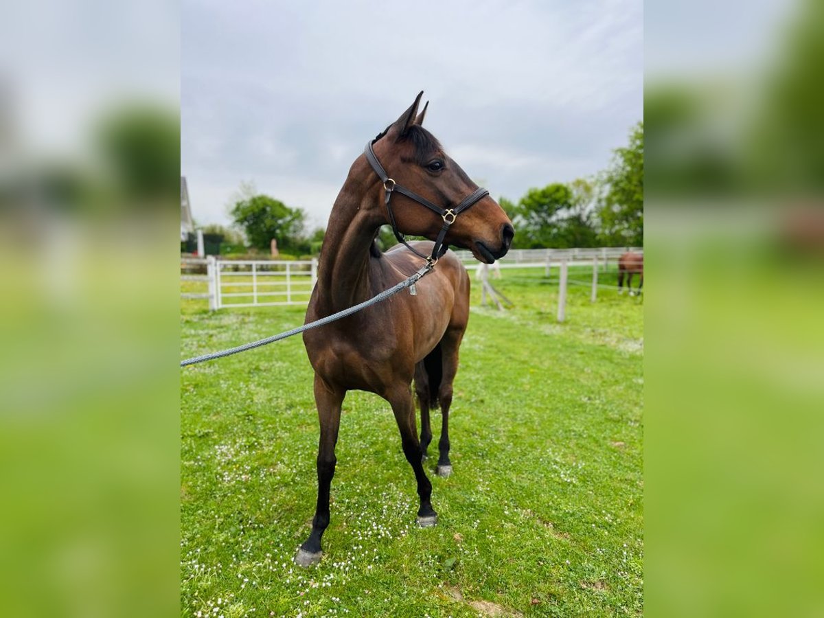 Holsteiner Jument 5 Ans 165 cm Bai brun in Freiburg im Breisgau