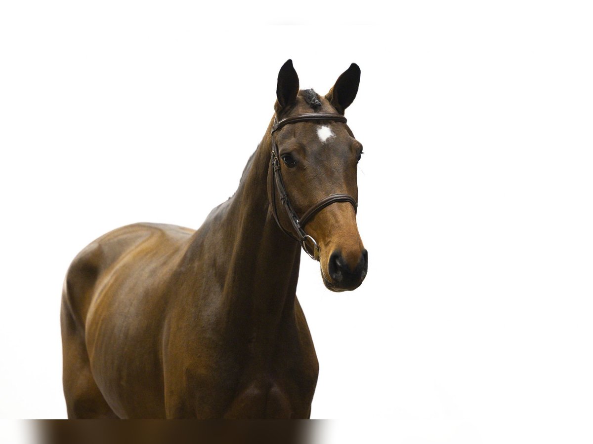 Holsteiner Jument 5 Ans 166 cm Bai in Waddinxveen