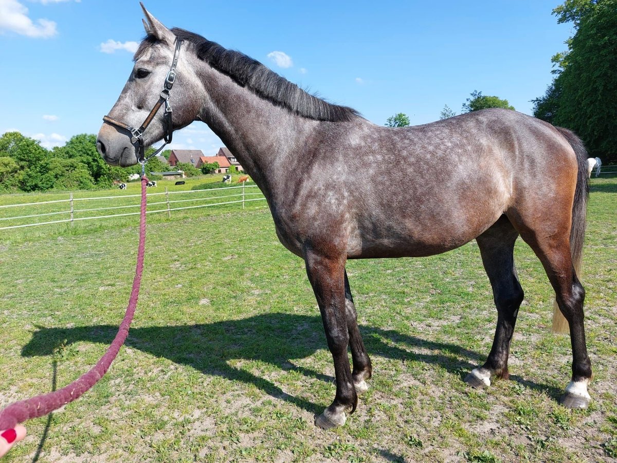 Holsteiner Jument 5 Ans 174 cm Gris in Bekmünde