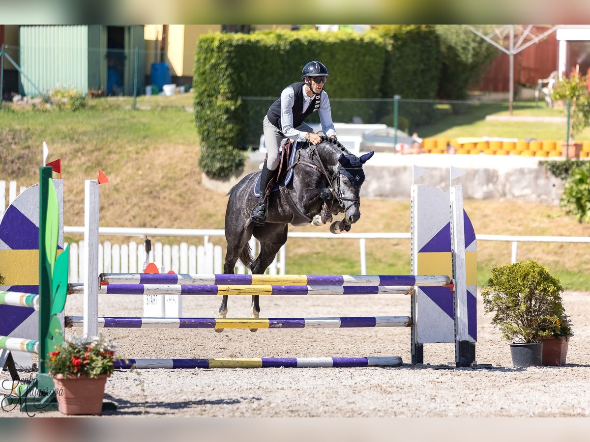Holsteiner Jument 6 Ans 160 cm Gris in Zduchovice